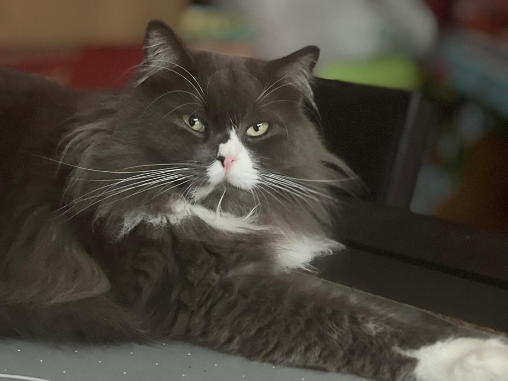 Ángel Monroy García — La mirada de mi gato